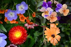43 Colourful Flowers In Flower Garden At Chateau Lake Louise Lakeside